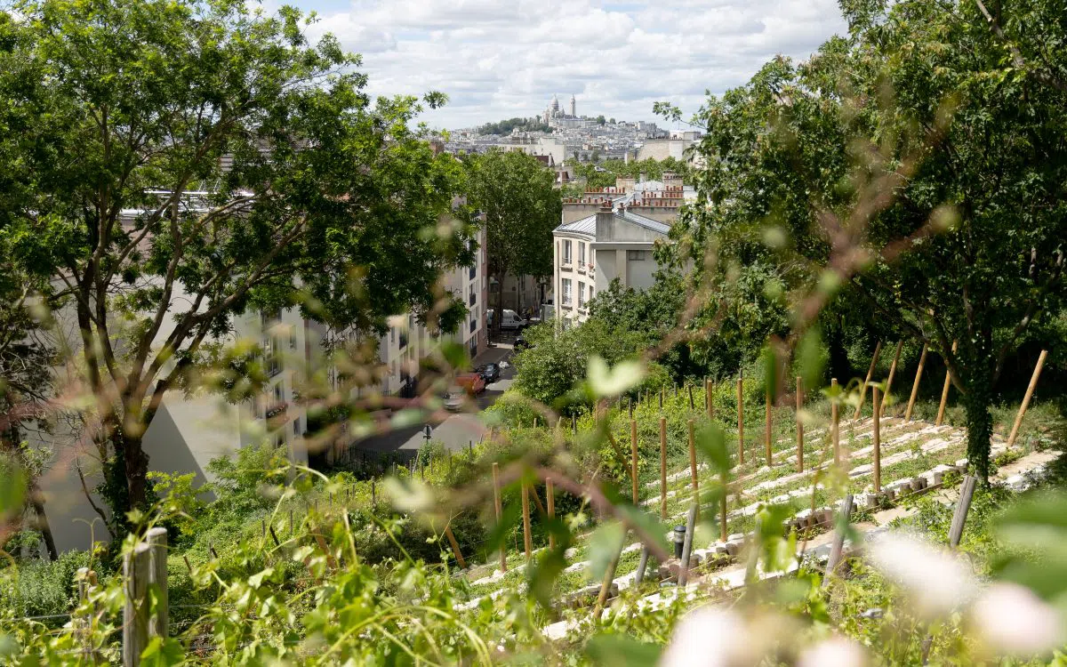 Parigi coltiva ancora la vite su dieci appezzamenti dentro la città