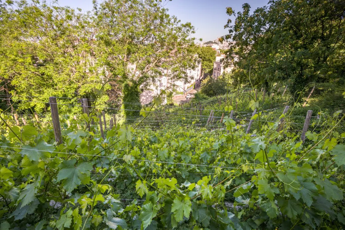 Vignes de la Butte Bergeyre (Clos des Chaufourniers), Parigi